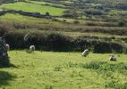 PICTURES/Dingle Peninsula - Kilmalkedar Church/t_DSC00065.JPG